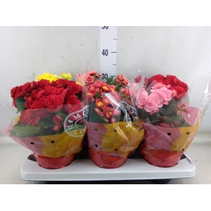 Begonia elat. DU   ...mix