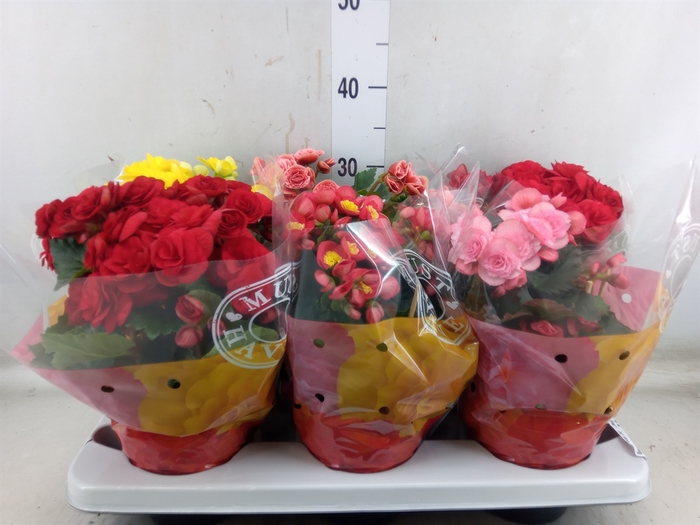 <h4>Begonia elat. DU   ...mix</h4>