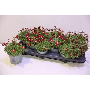 Saxif Ar Tour Dp Red