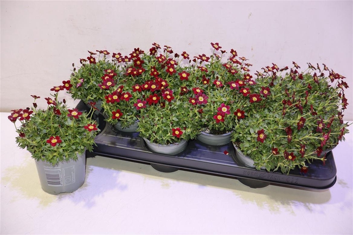 <h4>arr8 Saxif Ar Tour Dp Red</h4>