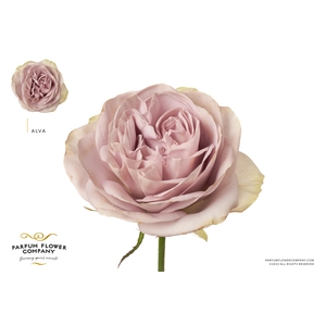 Rosa Premium Alva