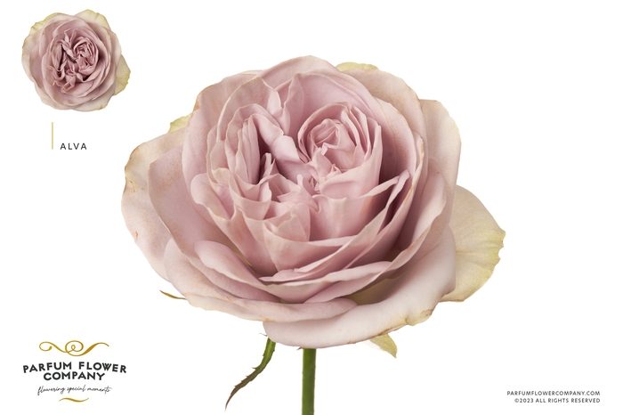 <h4>Rosa Premium Alva</h4>