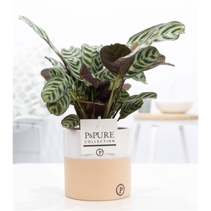 Ctenanthe Burle Marxii in P&PURE Rosy ceramics