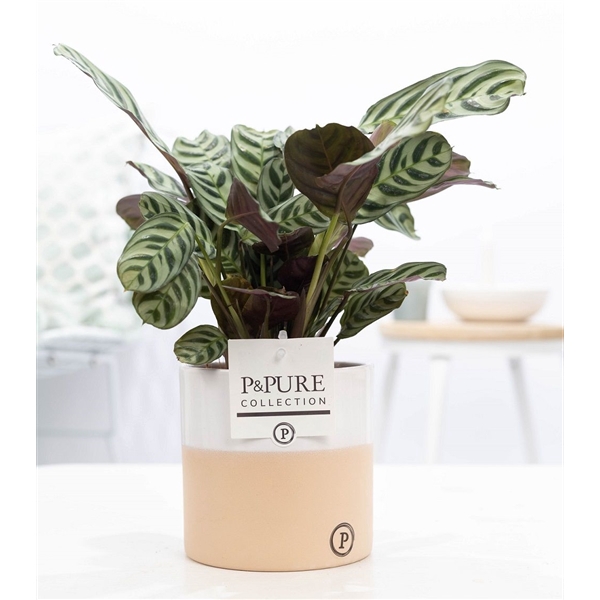 <h4>Ctenanthe Burle Marxii in P&PURE Rosy ceramics</h4>