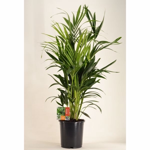 KENTIA - P24 H120 - 8PP (Howea forsteriana)