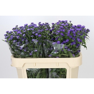 Aster Baby Parade