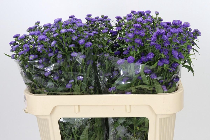<h4>Aster Baby Parade</h4>