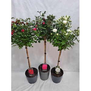 Roos op stam grootbloemig P23 65cm mix