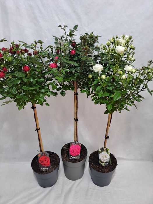 <h4>Roos op stam grootbloemig P23 65cm mix</h4>
