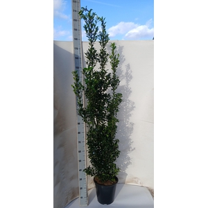 ILEX MESERVEAE