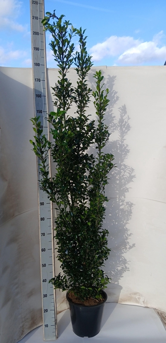 <h4>ILEX MESERVEAE</h4>