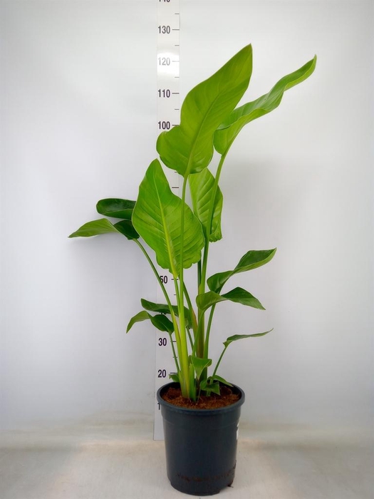 <h4>Strelitzia alba</h4>