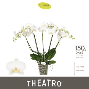 Theatro Jazz 5 spike