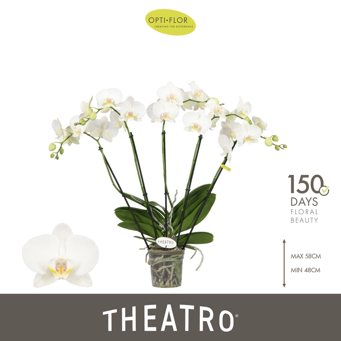 <h4>Theatro Jazz 5 spike</h4>