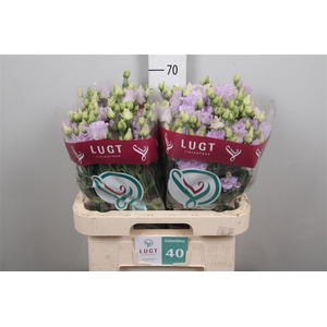 Eus G Alissa Lavender