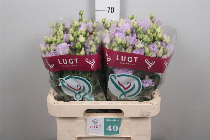 Eus G Alissa Lavender