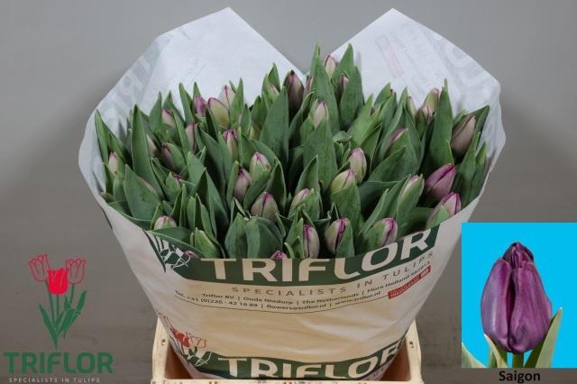 <h4>TU EN SAIGON</h4>