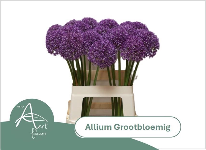 <h4>ALLIUM GROOTBLOEMIG</h4>
