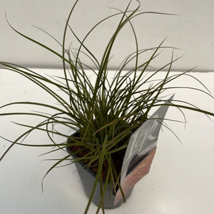 Carex 'Prairy Fire'