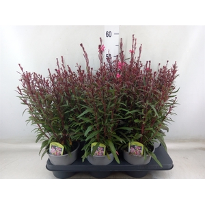 Gaura lindheimeri 'Belleza Dk Pink'