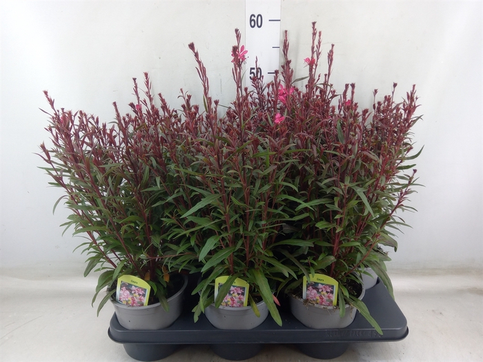 <h4>Gaura lindheimeri 'Belleza Dk Pink'</h4>