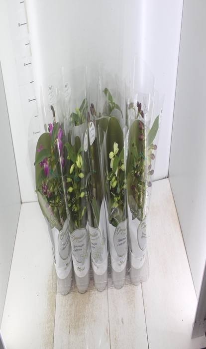 <h4>DENDROBIUM NOBILY P12</h4>