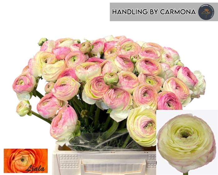 <h4>RAN SU FELICIDADE</h4>