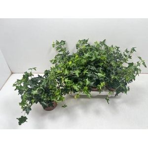Hedera Ivalace 13Ø 25cm