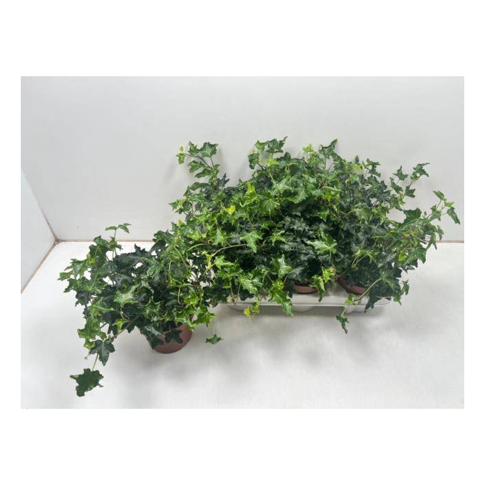 <h4>Hedera Ivalace 13Ø 25cm</h4>