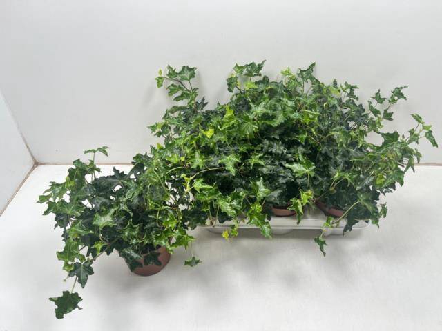 Hedera Ivalace 13Ø 25cm