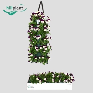 VIO CO EM WHI PU JUP