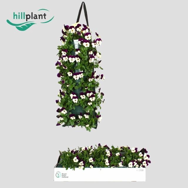 <h4>VIO CO EM WHI PU JUP</h4>