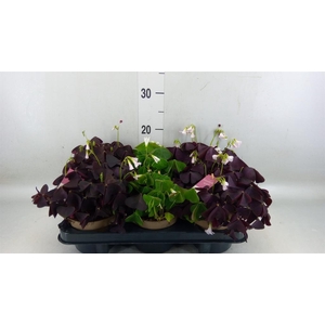 Oxalis   ...