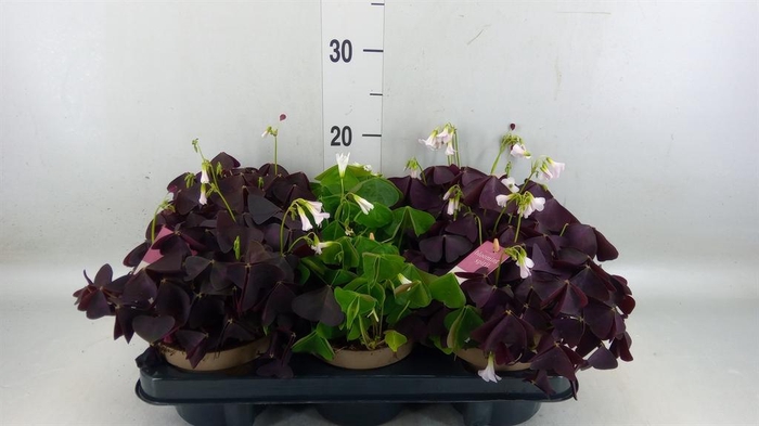 <h4>Oxalis   ...</h4>