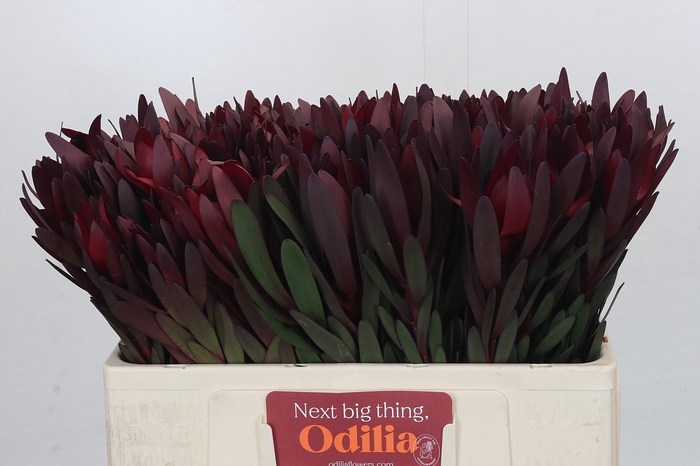 <h4>Leucadendron Saf Sunset Dark Red</h4>