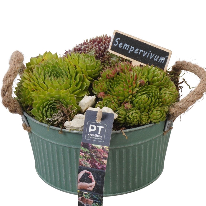 <h4>Arr. Sempervivum L%</h4>