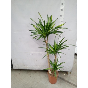 Dracaena frag. 'Riki'
