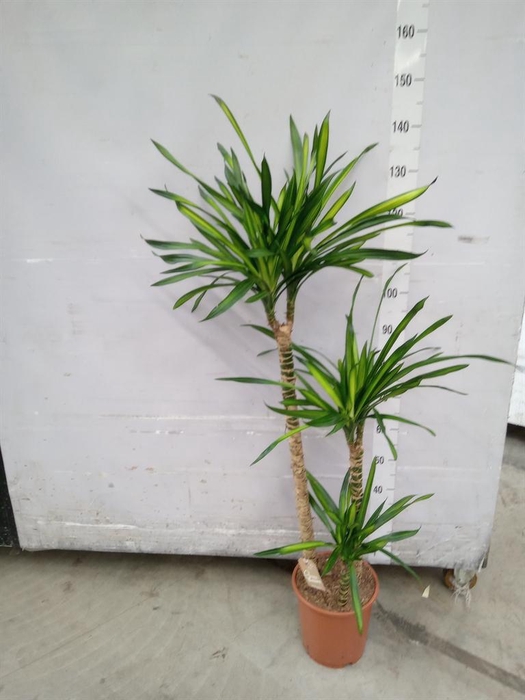 <h4>Dracaena frag. 'Riki'</h4>