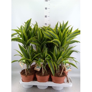 Dracaena fr de 'LemonLime'