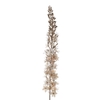 AF Eremurus L109cm L.Ivory