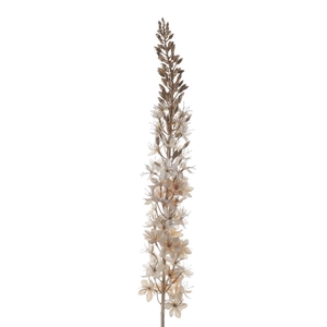 Af Eremurus L109cm L.ivory