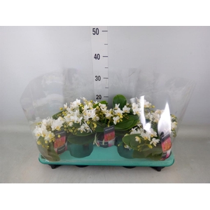 Phalaenopsis multi. 'Ant Nazare'