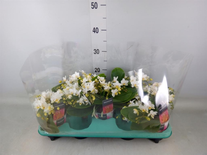 <h4>Phalaenopsis multi. 'Ant Nazare'</h4>