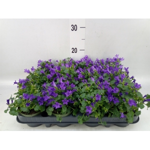 Campanula porten. 'Get Mee'