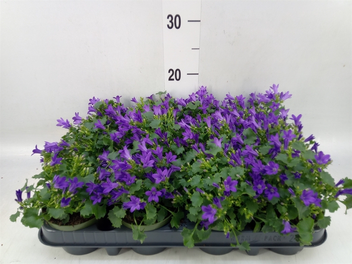 <h4>Campanula porten. 'Get Mee'</h4>