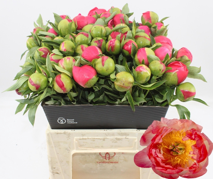 <h4>PAEO CORAL SUNSET</h4>