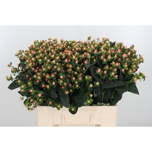 Hyp Pacific Pink