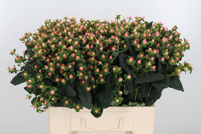 <h4>Hyp Pacific Pink</h4>