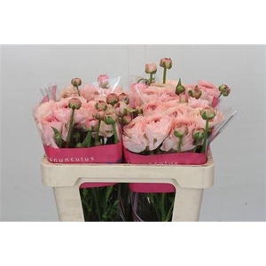 RANUNCULUS ROMANCE SEINE