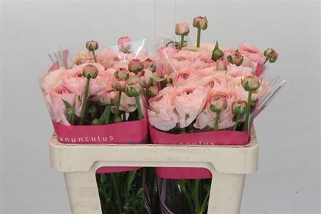 RANUNCULUS ROMANCE SEINE